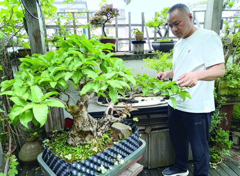 盆景艺术大师汪勇: 助力北纬30°花园城市建设