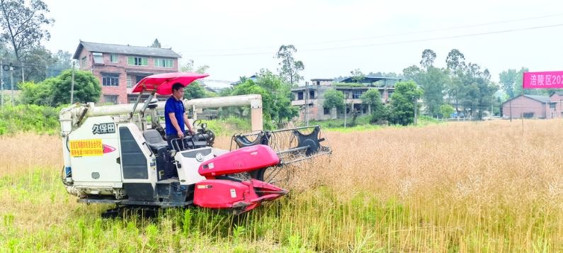 涪陵油菜丰收 产量超600万公斤