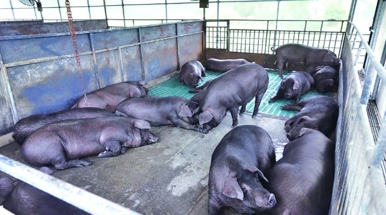 科技赋能生态循环 涪陵黑猪走出畜牧业高质量发展新路径