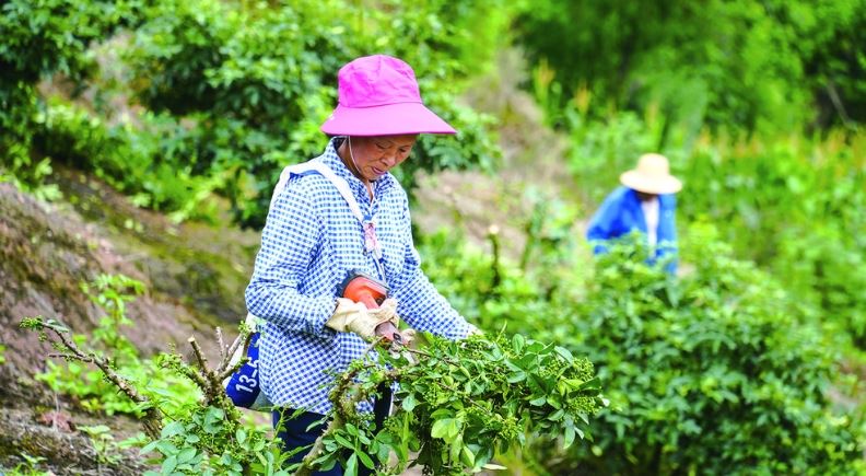 无人机助力花椒采收 特色产业促农增收