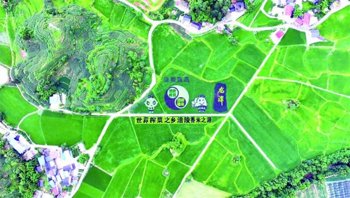 四色水稻绘就田园画卷 “稻田艺术”点亮乡村振兴