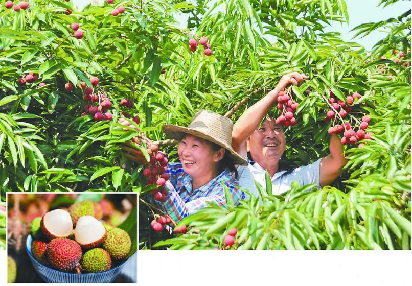 重庆与荔枝的千年“情缘”