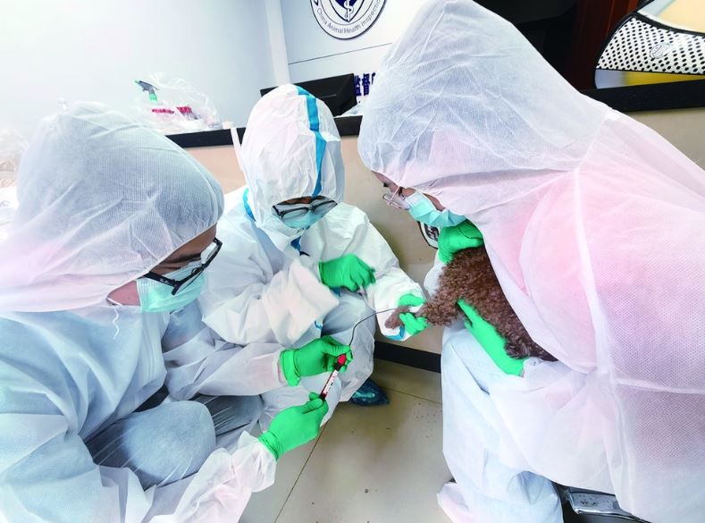 涪陵全面铺开动物疫病春防监测