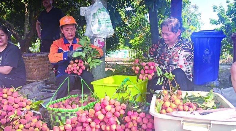 第九届“涪陵荔枝”采摘节甜蜜启幕