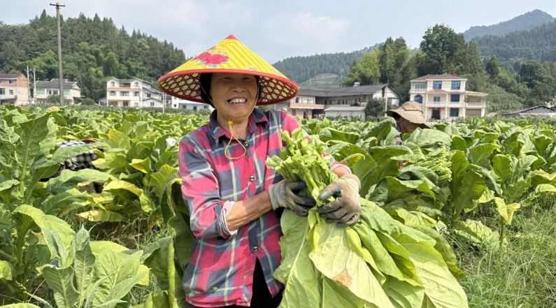 1378亩烤烟丰收 “黄金叶”铺就致富路