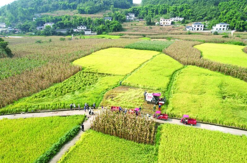 涪陵50万亩水稻开镰收割