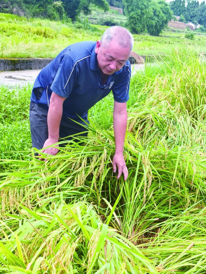 暴雨致800余亩水稻倒伏 马武镇启动防汛救灾Ⅲ级响应