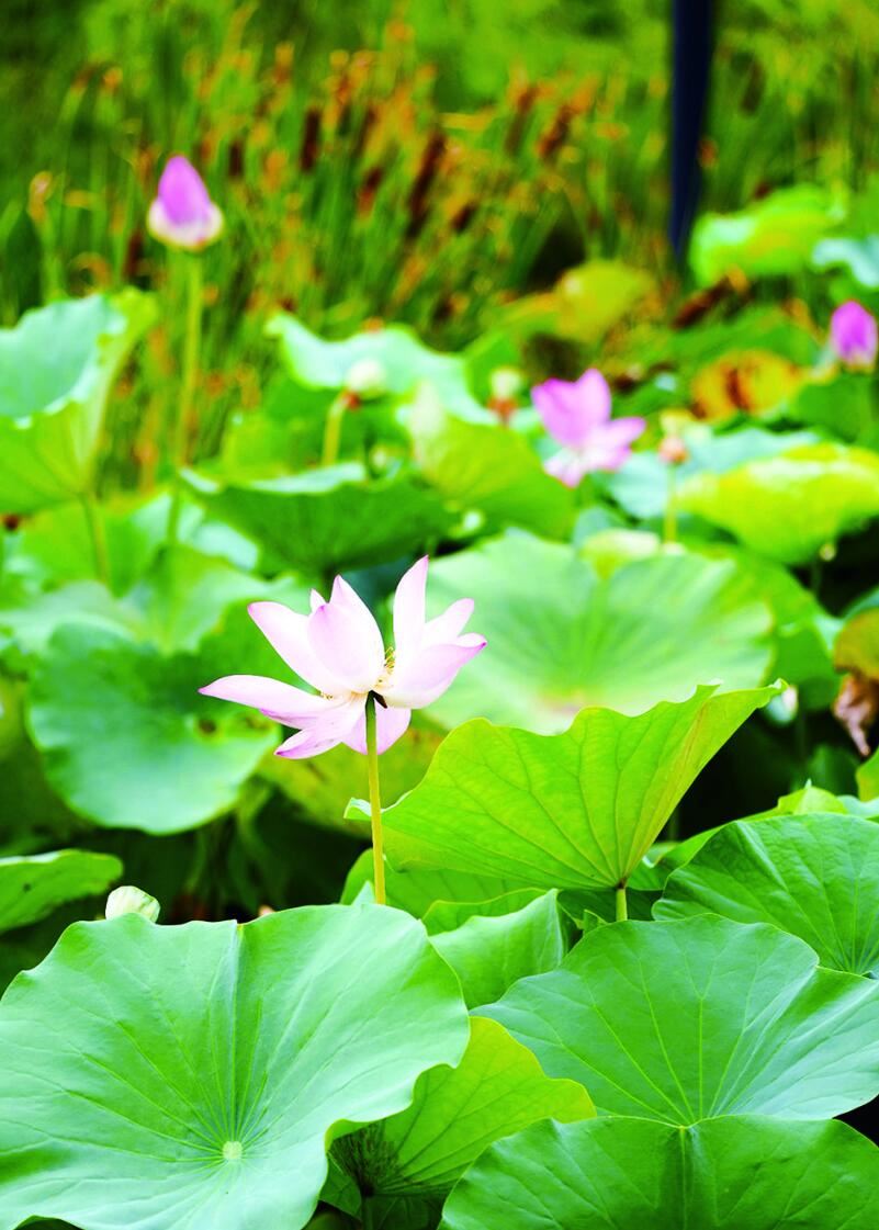 夏日渐深 荷韵仍在