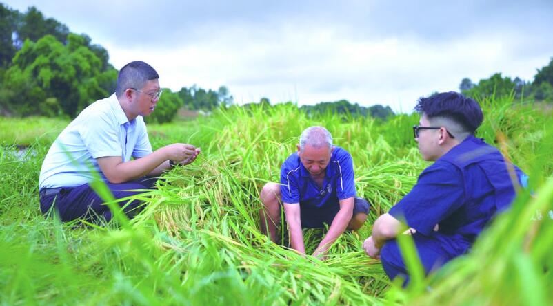 暴雨袭来后……