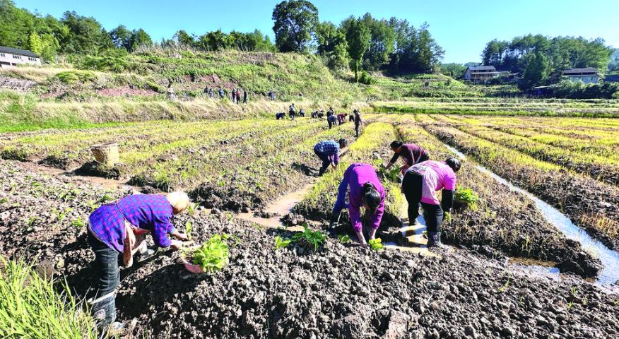 “稻菜轮作”抢秋播 龙潭9500亩青菜头移栽收尾