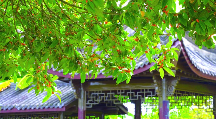 桂花又开了 涪城再飘香