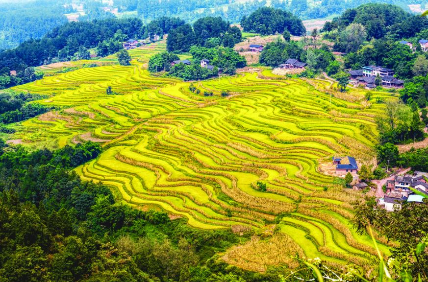 涪陵：“十四五”农业农村现代化交出亮眼答卷