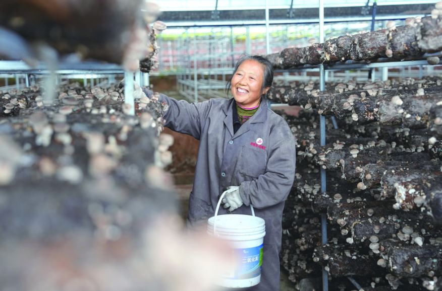 闲置地变“增收地” 花菇热销村民笑