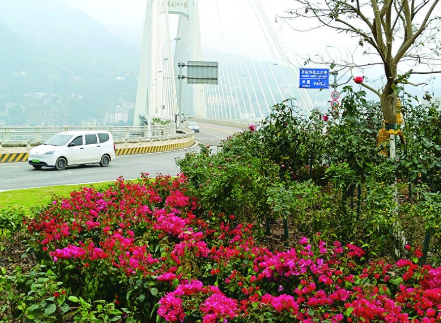 涪陵石板沟长江大桥北桥头转盘绿化升级