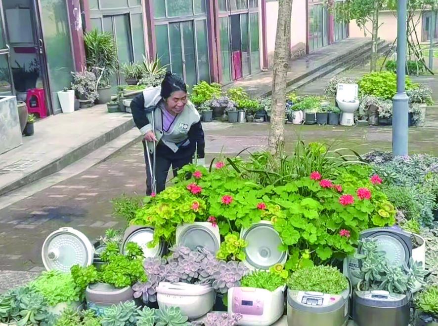 多肉花园：生命在废器中绽放