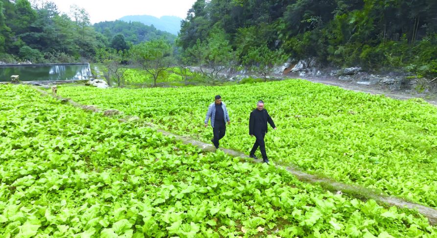 涪陵早市青菜头即将上市