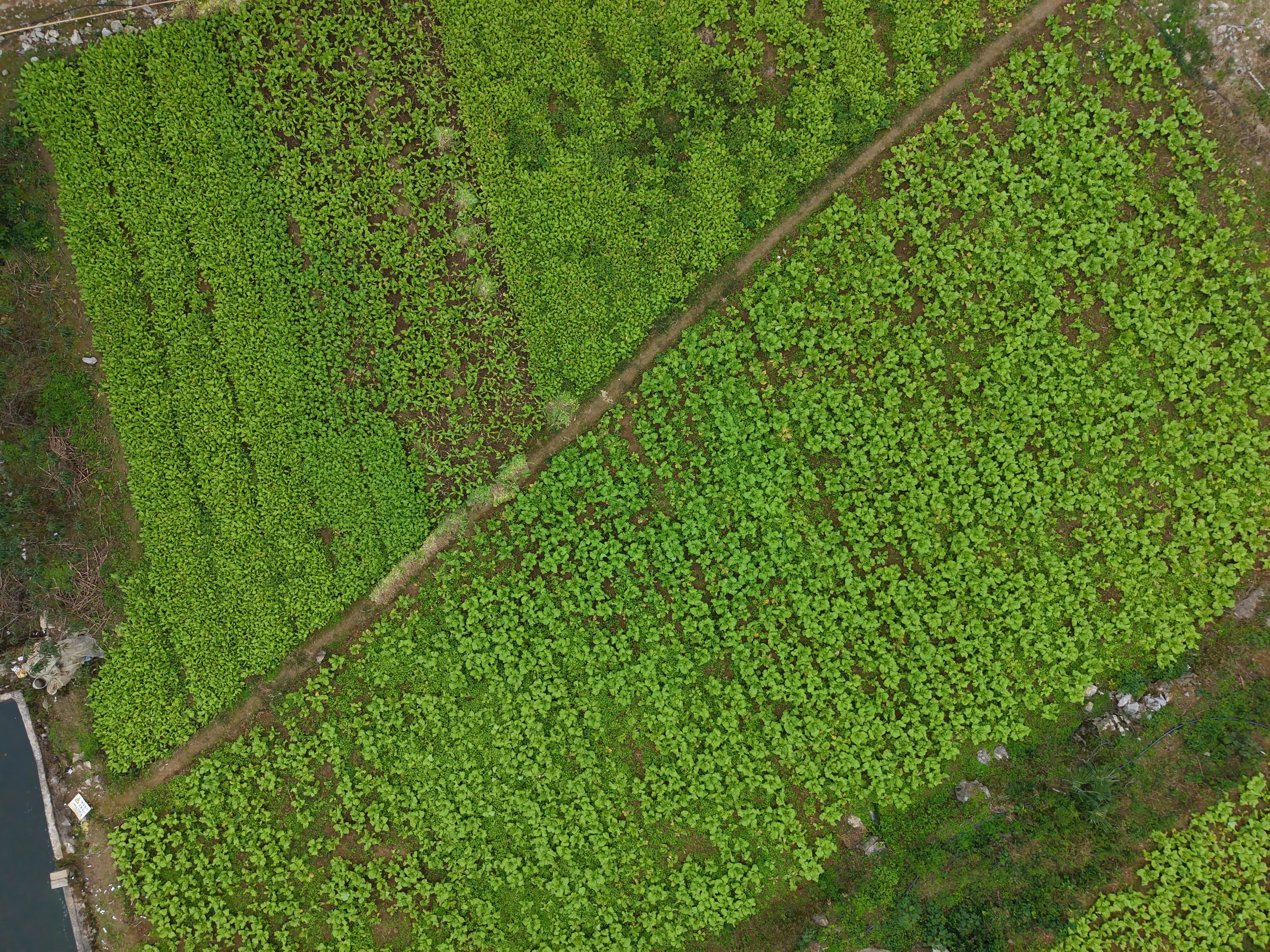 长势喜人，涪陵早市青菜头即将上市！