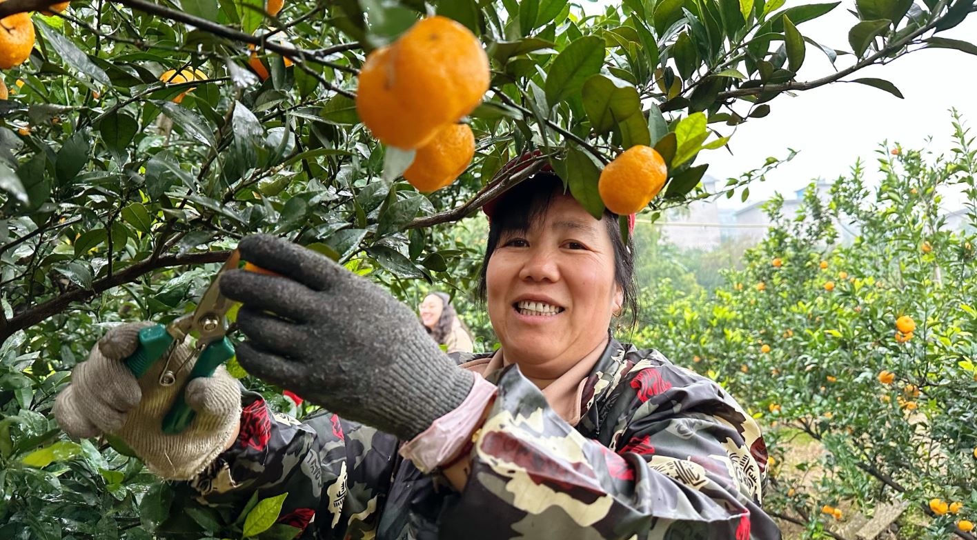 南沱镇1.9万吨柑橘上市 带动2000余户增收