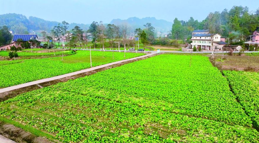 村民一块地挣三份钱 涪陵高标准农田建设助力农业“耕”新篇