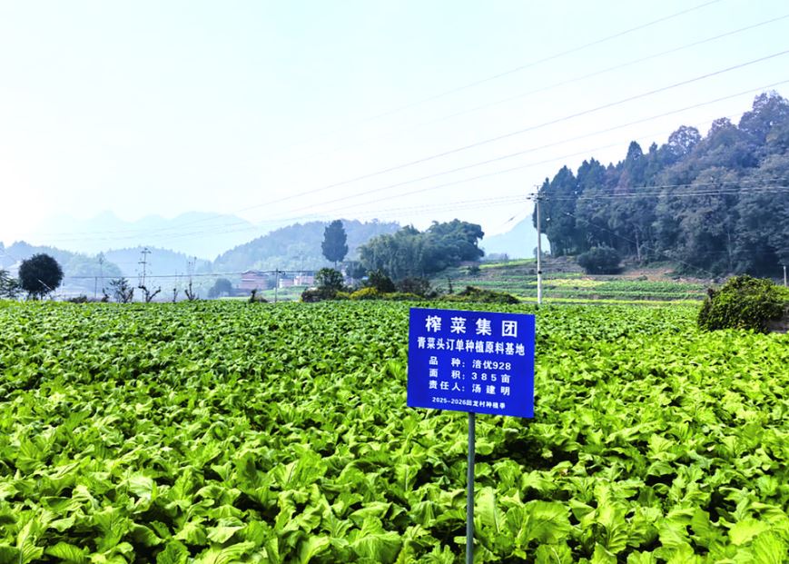 一块“身份牌” 解锁乌江榨菜的安心密码