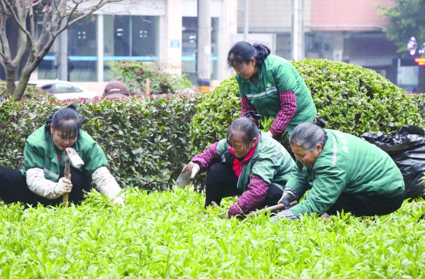 涪陵更换20万株鲜花喜迎元旦