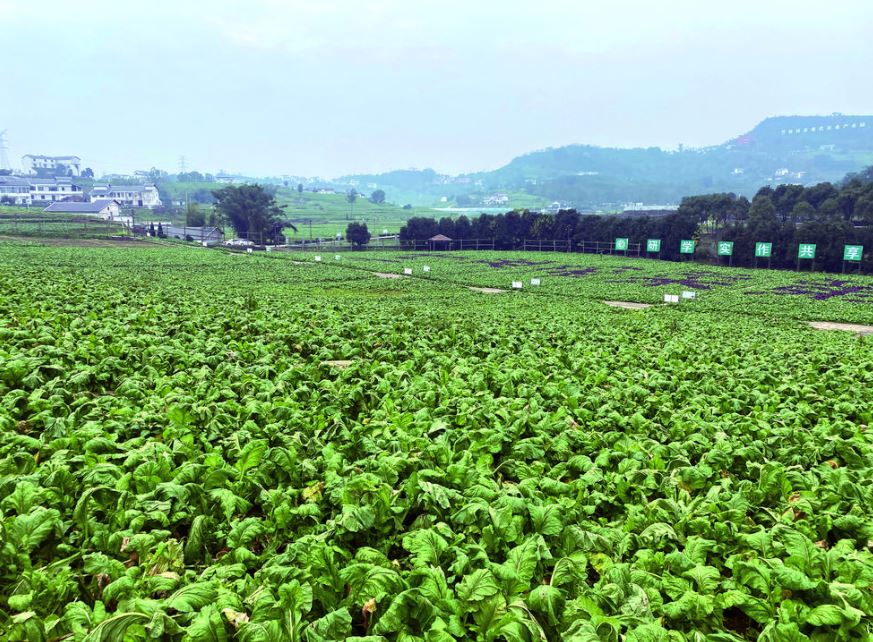 青菜头长势旺 沃野里酿希望