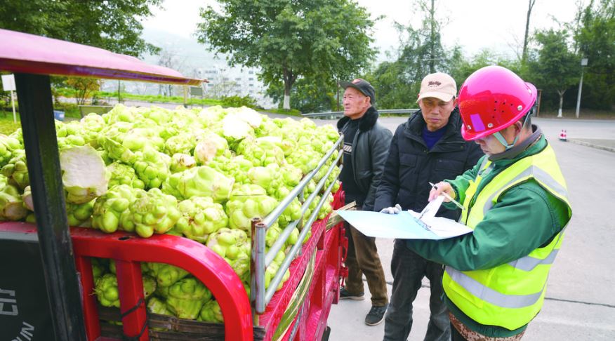 开秤！涪陵全面启动二○二六年青菜头收购工作