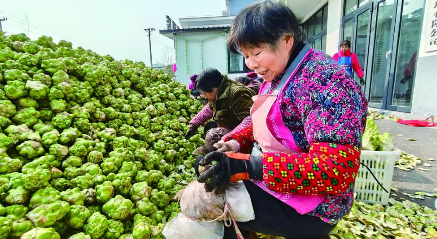 错位发展手工榨菜 涪陵榨菜探索新赛道