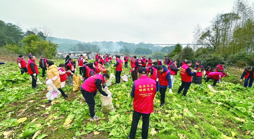 志愿者助农收砍 青菜头颗颗归仓