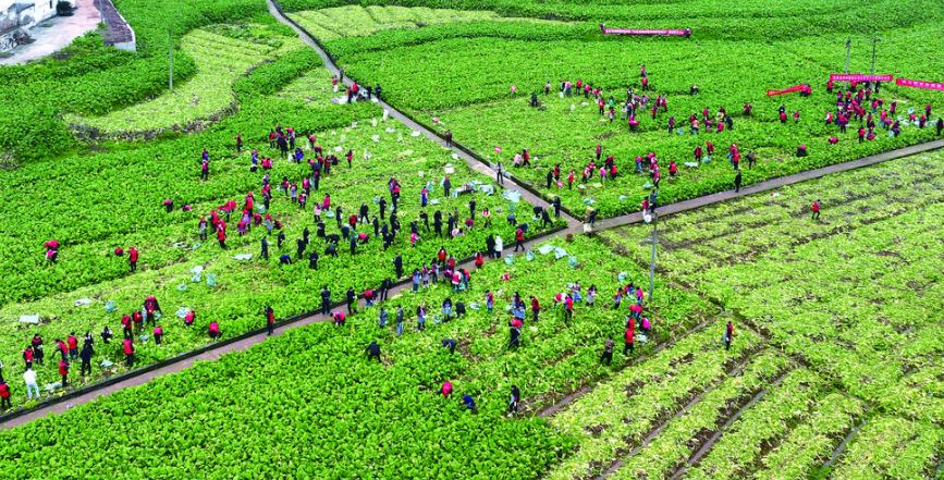 黎勇薛文宬杜海波等助农收砍青菜头