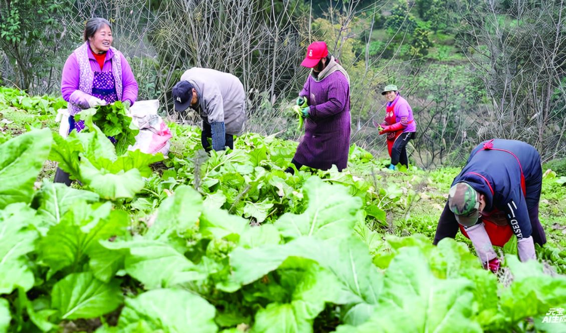 从“找销路”到“订单上门” ——涪陵青菜头地里的产销之变
