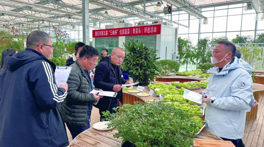 重庆市第五届“三峡杯”优质蔬菜（青菜头） 品鉴优选活动举行
