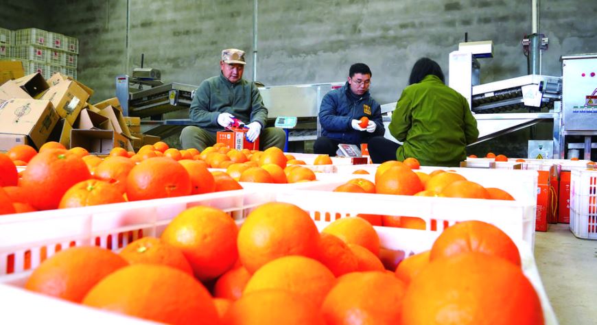 水果之乡的“甜蜜转弯”